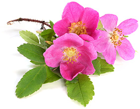 Rose Rose
