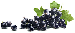 Schwarze Johannisbeeren Schwarze Johannisbeeren